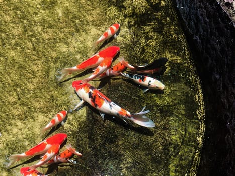 Colourful fish in sunny pond