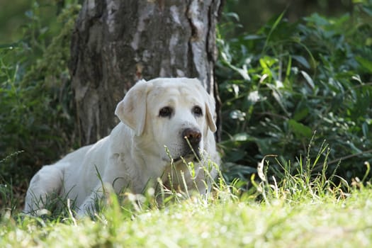 the sweet little yellow labrador puppy sitting on blue background