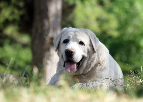 a little yellow labrador puppy sitting on blue background
