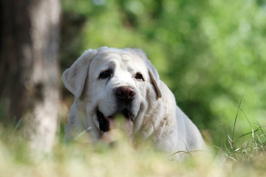 little yellow labrador puppy sitting on blue background