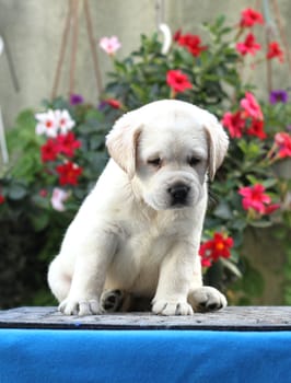 the little yellow labrador puppy sitting on blue background