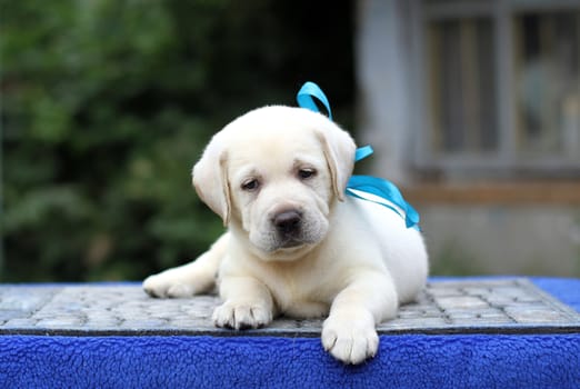 little yellow labrador puppy sitting on blue background