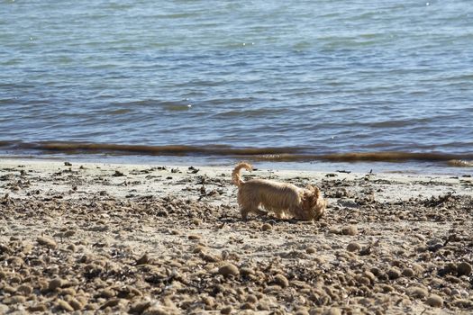Cute dog playing on sandy beach on a sunny winter day in Mallorca, Spain.