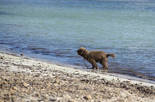 Cute dog playing on sandy beach on a sunny winter day in Mallorca, Spain.