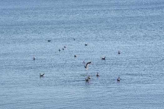 Seagulls enjoy free space on blue Mediterranean water on a bright and sunny winter day in Mallorca, Spain.