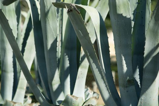 Aloe vera plant on a sunny day in December in Mallorca, Spain