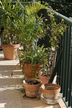 Lush green terrace with palms and other plants in terracotta pots wine barrel in Mallorca, Spain