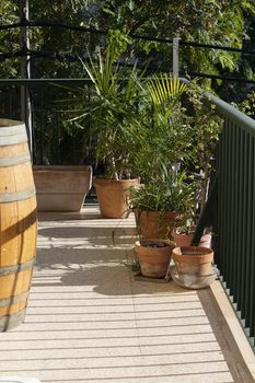 Lush green terrace with wine barrel palms and other plants in terracotta pots wine barrel in Mallorca, Spain