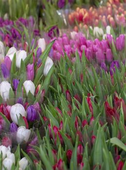 Beautiful colorful fresh tulips in red, violet, purple, red, orange and white colors