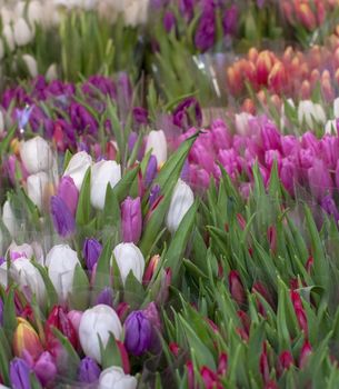 Beautiful colorful fresh tulips in red, violet, purple, red, orange and white colors