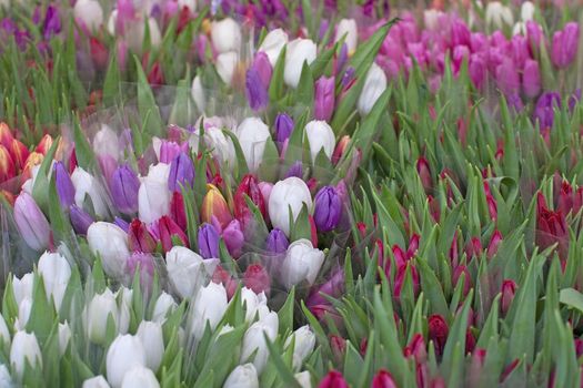 Beautiful colorful fresh tulips in red, violet, purple, red, orange and white colors
