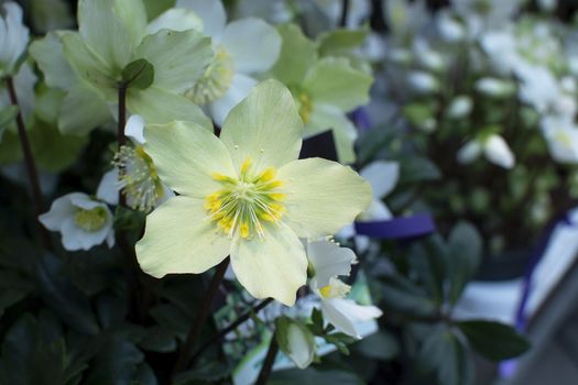 Helleborus Christmas white rose closeup with petals and pistils