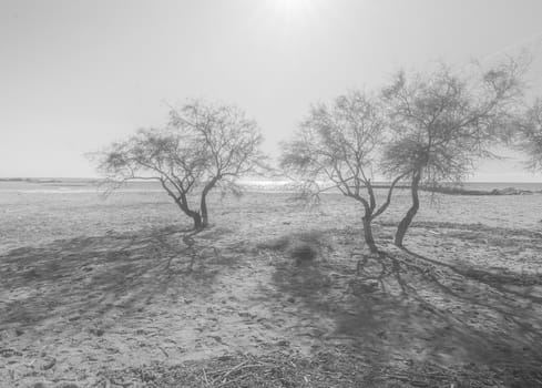 Beautiful trees silhouette in sunny hazy landscape black and white photo