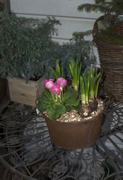 Rustic flower arrangement with pink tulips in clay pots and wicker indoors on black iron table