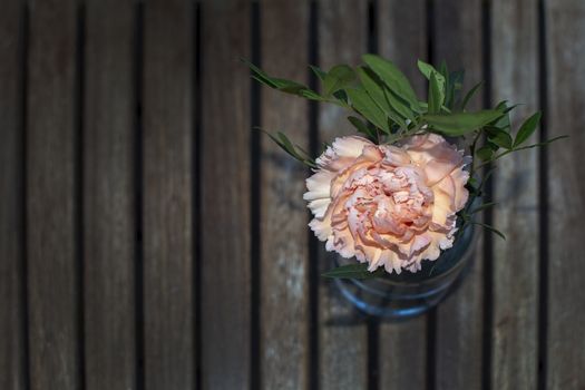 Pink carnation flower  with green leaves in glass vase indoors on brown wood garden table with copy space