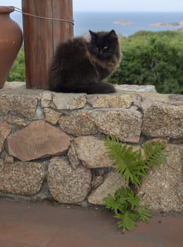 Dark brown cat sits on stone wall with sea view over the macchia in Sardinia, Italy.