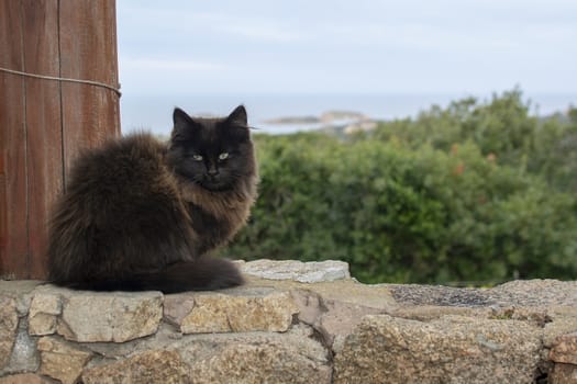 Dark brown cat sits on stone wall with sea view over the macchia in Sardinia, Italy.