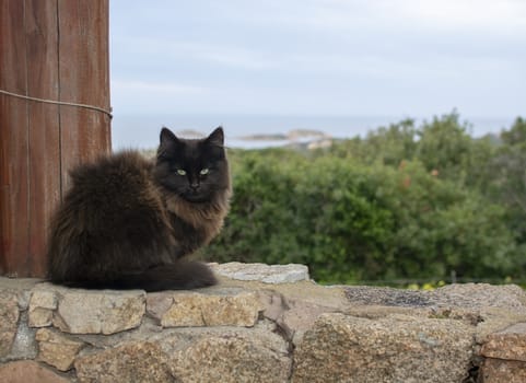 Dark brown cat sits on stone wall with sea view over the macchia in Sardinia, Italy.