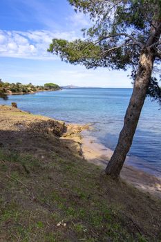 Landscape with tree and sandy beach in Sardinia, Italy, on an overcast day in March.