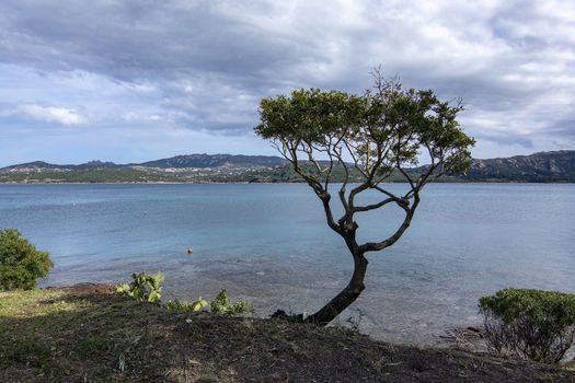 Landscape with tree and sandy beach in Sardinia, Italy, on an overcast day in March.