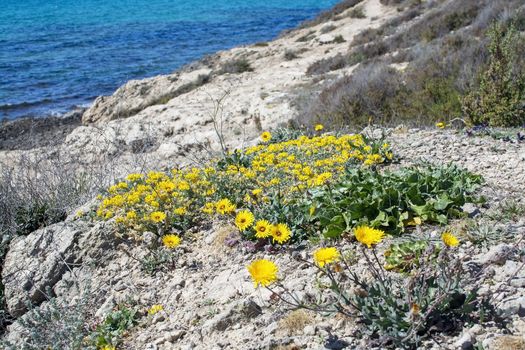 Yellow wildflowers, Sea Daisy or Sea Aster, Mediterranean Beach Daisy, Gold Coin Asteriscus maritimus or Asteriscus aquaticus, blossoming against blue turquoise Palma bay on a sunny day in March, Mallorca, Spain.