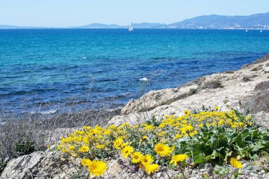 Yellow wildflowers, Sea Daisy or Sea Aster, Mediterranean Beach Daisy, Gold Coin Asteriscus maritimus or Asteriscus aquaticus, blossoming against blue turquoise Palma bay on a sunny day in March, Mallorca, Spain.