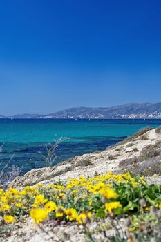 Yellow wildflowers, Sea Daisy or Sea Aster, Mediterranean Beach Daisy, Gold Coin Asteriscus maritimus or Asteriscus aquaticus, blossoming against blue turquoise Palma bay on a sunny day in March, Mallorca, Spain.