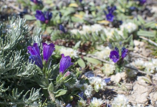 Creeping purple flower Echium sabulicola, also called Sand Viper’s-bugloss growing on limestone rocks near the coast in Mallorca, Spain. 