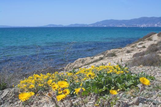Yellow wildflowers, Sea Daisy or Sea Aster, Mediterranean Beach Daisy, Gold Coin Asteriscus maritimus or Asteriscus aquaticus, blossoming against blue turquoise Palma bay on a sunny day in March, Mallorca, Spain.