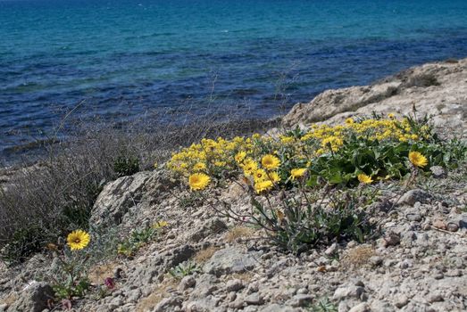 Yellow wildflowers, Sea Daisy or Sea Aster, Mediterranean Beach Daisy, Gold Coin Asteriscus maritimus or Asteriscus aquaticus, blossoming against blue turquoise Palma bay on a sunny day in March, Mallorca, Spain.