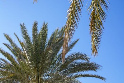 New fresh and yellow old palm tree foliage closeup against blue sky on a sunny spring day in Mallorca, Spain.