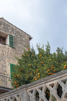 Beautiful orange tree with fruits against old traditional stone house with green window shutters in Valldemossa, Majorca, Spain.