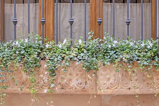 Beautiful terracotta flowerpot with blossoming plants and wrought iron on window in Valldemossa Mallorca.