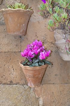 Beautiful terracotta flowerpot with pink cyclamen flowers on stone wall in Valldemossa Mallorca.