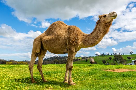 Camel and an emu in a grassy field in rural Australia