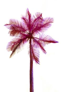 Coconut palm in surrealistic pink isolated on white