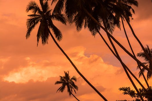 Palm silhouettes warm Living Coral skies tropical concept for travel background