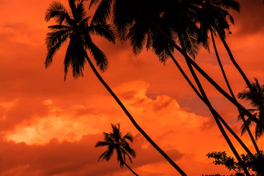 Palm silhouettes warm Living Coral skies tropical concept for travel background