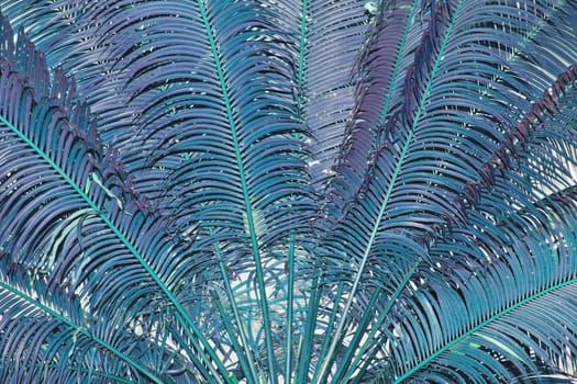 Blue toned palm leaves closeup tropical travel background texture