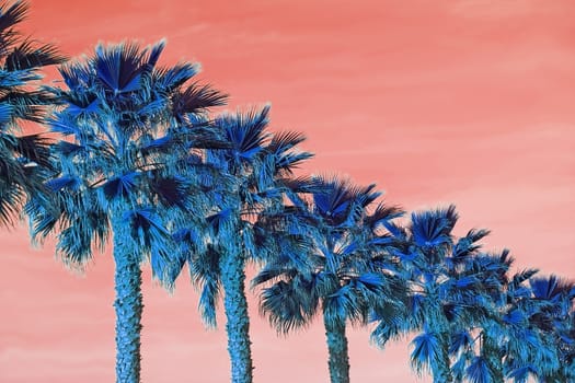 Palm trees seen from below on color Living Coral sky background