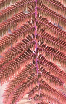 Fern leaves macro toned in Living Coral shade vertical image