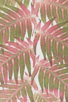 Green and red color sunlit fern leaves against light background 