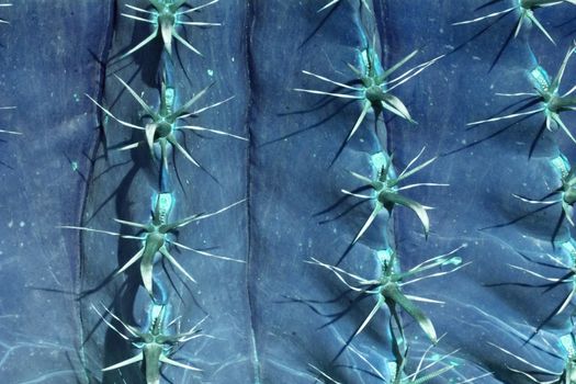 Fantasy color blue cactus plant with thorns closeup 