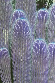 Fantasy color purple cactus plants with thorns closeup 