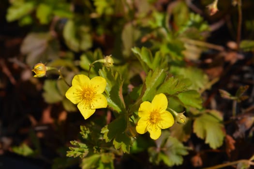 Barren strawberry - Latin name - Waldsteinia ternata