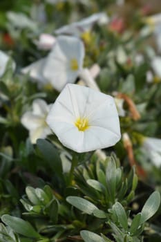 Shrubby bindweed - Latin name - Convolvulus cneorum