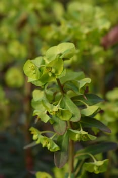 Wood spurge Purpurea - Latin name - Euphorbia amygdaloides Purpurea