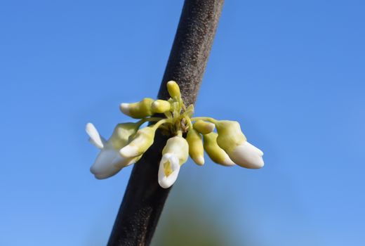 Texas White Redbud - Latin name - Cercis canadensis var. texensis Texas White