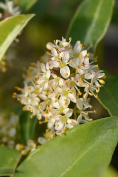 Skimmia Marlot - Latin name - Skimmia japonica Marlot