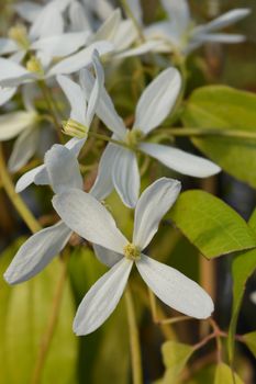 Snowdrift evergreen Clematis - Latin name - Clematis armandii Snowdrift